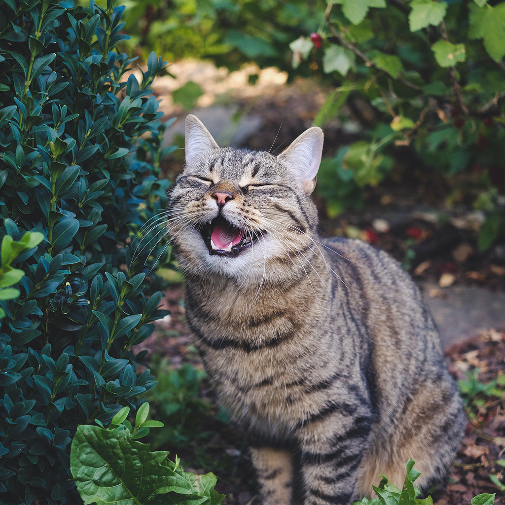 Keep your feline calm and happy: 3 Herbs for Cat Stress Relief