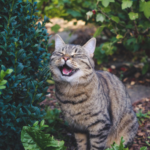 Keep your feline calm and happy: 3 Herbs for Cat Stress Relief